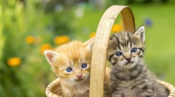 猫咪发热应该怎么办（宠物猫发热症状）