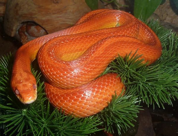 características de la serpiente del maíz