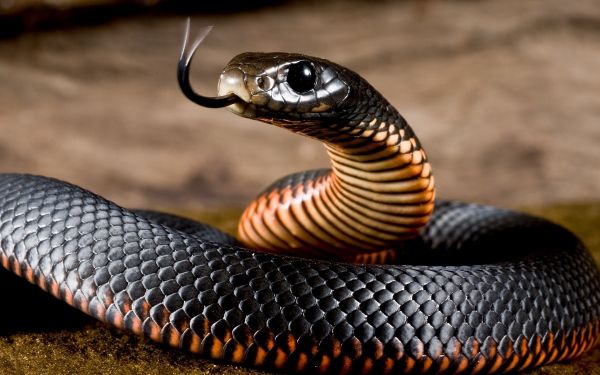 Alimentación de la serpiente negra