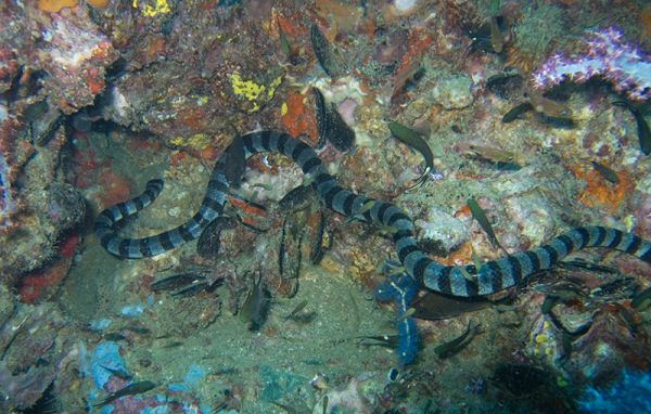 cómo es la serpiente marina