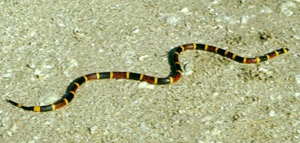 cómo es la serpiente coral