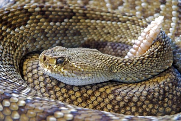 Serpiente de cascabel enrollada sobre sí misma