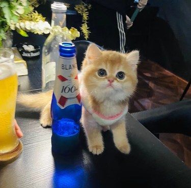 这家撸猫馆的金渐层小猫也太萌了，超想买回去！