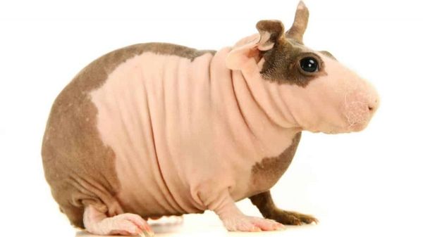 cobaya sin pelo