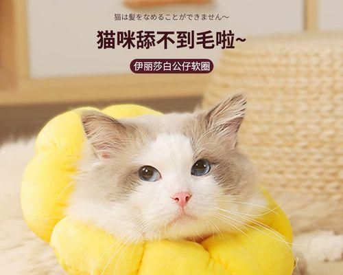 如何正确摸猫肚子——宠物主人必知的小知识（小猫肚子是个陷阱）