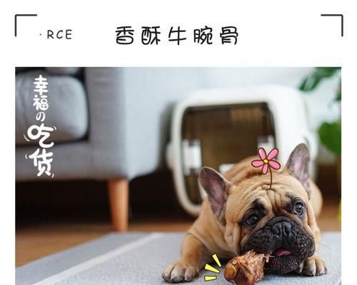 泰迪幼犬缺钙怎么办（宠物爱好者必知的营养知识与实用建议）