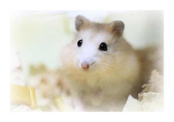 小仓鼠
