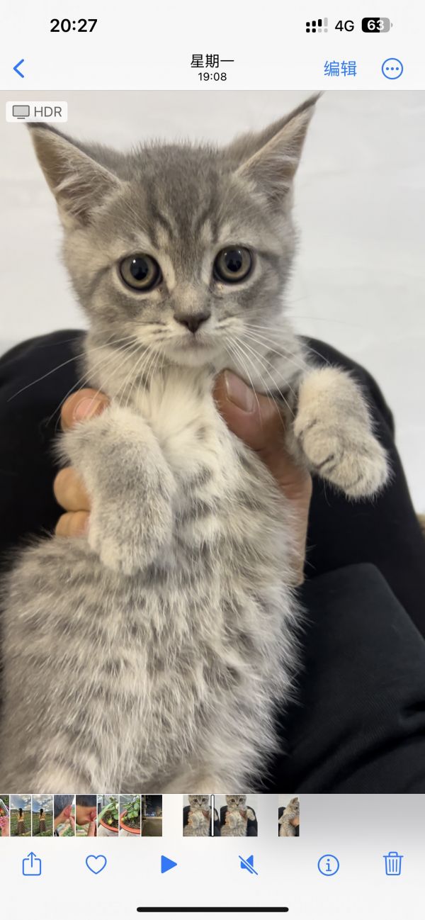 宠物猫出售