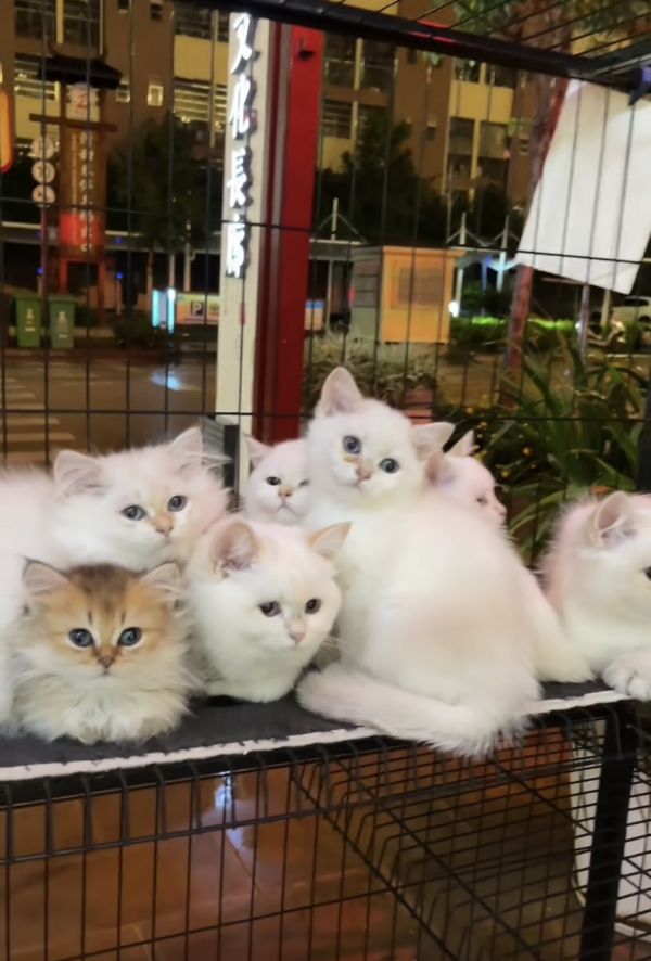 软萌猫咪出售