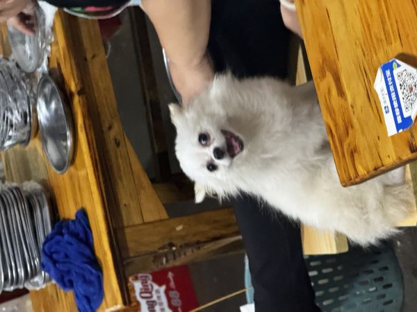 博美寻主