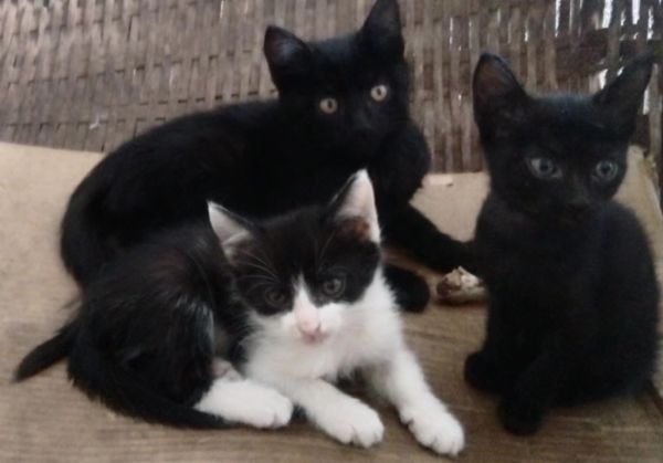 ***养小猫