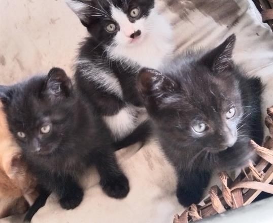 ***养小猫要求喜欢猫有责任心，微信二图