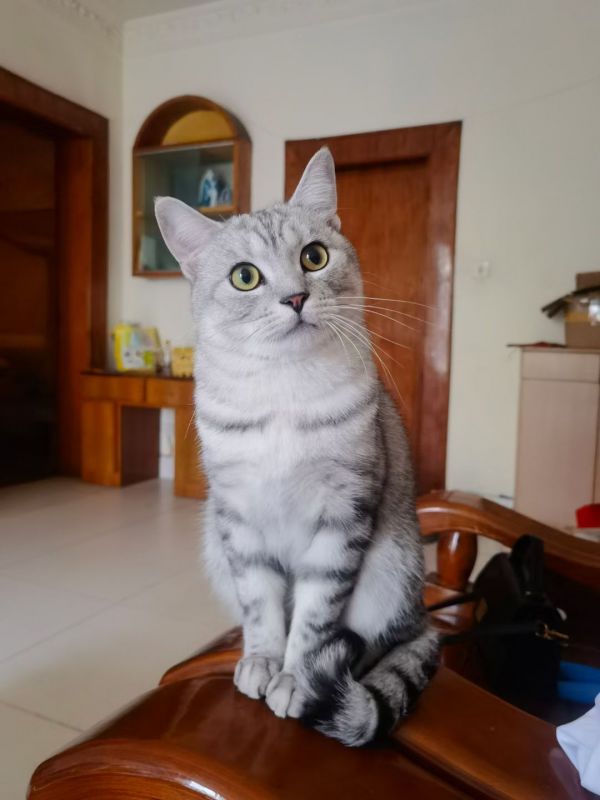 找猫