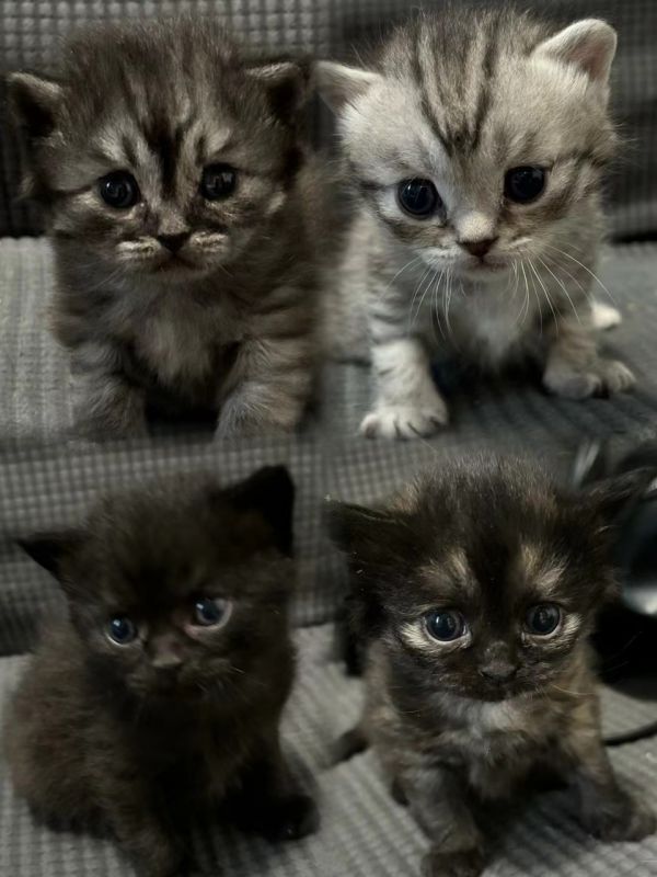 长毛猫出售