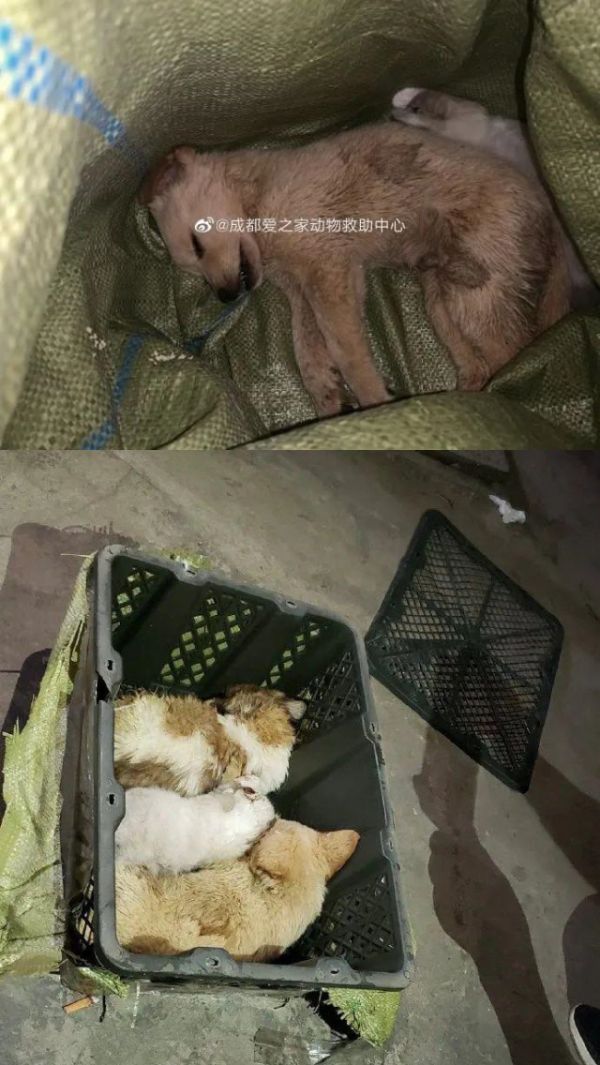 新华社：“宠物盲盒”问题曝出后，我们想与你聊几个问题