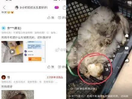 “宠物盲盒”中的动物在快递途中死亡。图片来源：微博@零食少女