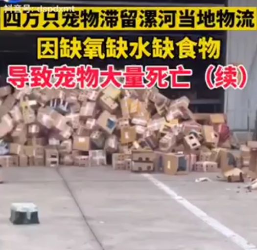 2020 年9月，河南漯河一物流园就出现过宠物滞留死亡的情况。图片来源：抖音@河南都市新闻