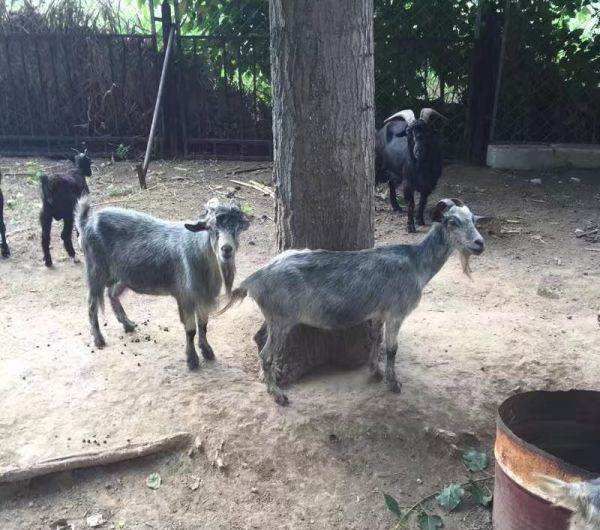 宠物鼠市场前景如何？养飞鼠真的能带来可观利润吗？插图