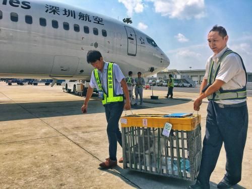 宠物托运所需的费用以及流程,你知道多少?