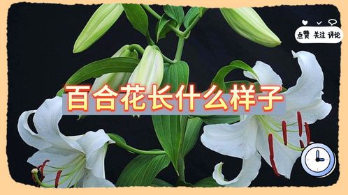 百合花长什么样子