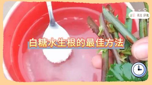 白糖水生根的最佳方法