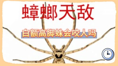 白额高脚蛛会咬人吗