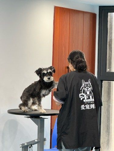带狗子免费洗了一次澡