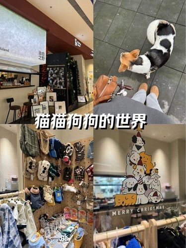 治愈系探店｜猫猫狗狗的幸福人生