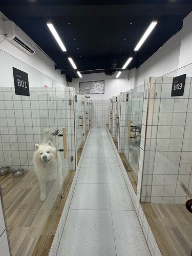重庆宠物酒店这么内卷？？第一次见！！