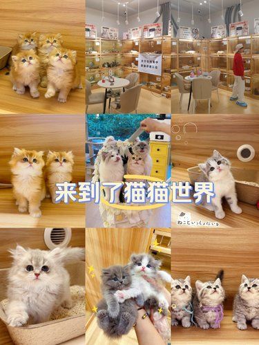 这里的小猫肽粘人！