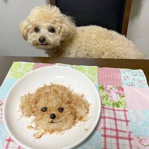 贵宾狗的饭怎么做
