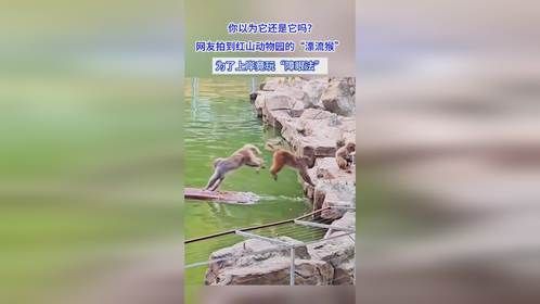 红山动物园的“漂流猴”为了上岸竟玩“障眼法”