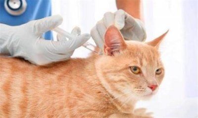 扁头豹猫为什么又叫做扁头猫一种身材体型娇小的野猫