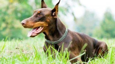 高加索大型犬排行榜 ?高加索犬价格是多少