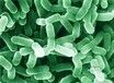 微生物和宠物益生菌有什么不同？