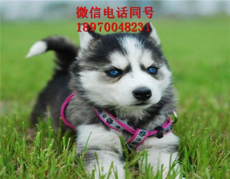 丰台哪里有哈士奇卖、狗