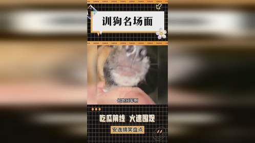 训狗名场面
