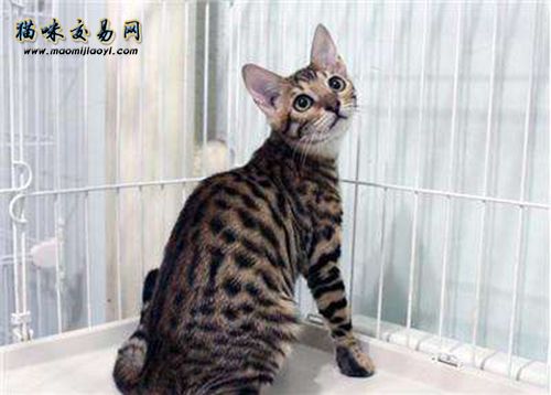 宠物猫市场怎么样？养猫繁殖赚钱吗？