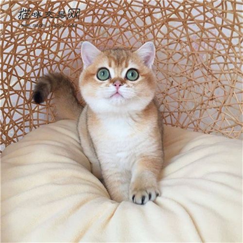 猫咪致富项目：饲养宠物猫赚钱吗