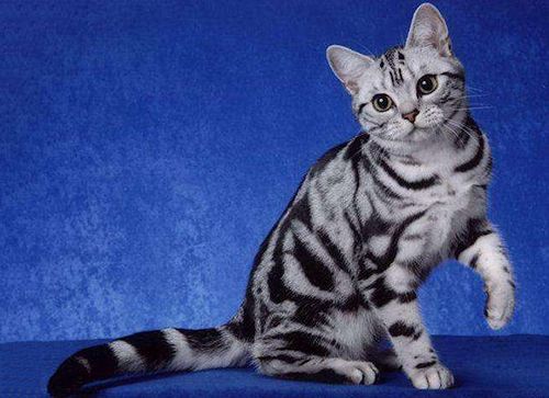 猫咪致富项目：饲养宠物猫赚钱吗