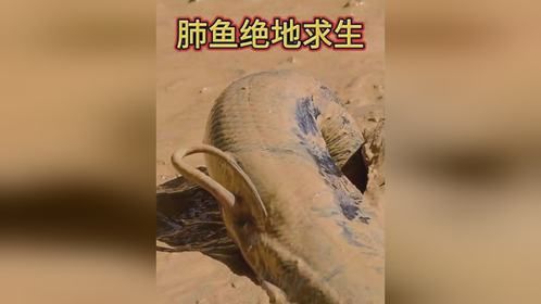 最顽强的鱼：离开水后还能活好多年
