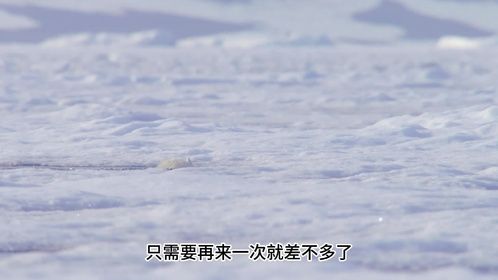 北极熊为了生存，竟然爬到悬崖上觅食
