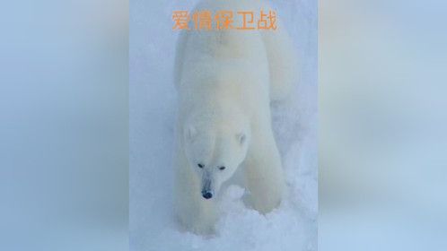 北极熊艰难的爱情保卫战