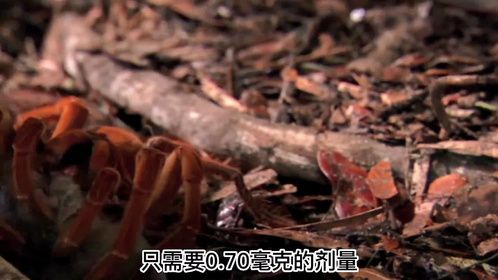 七种有毒的蜘蛛，遇到了应该躲避它们