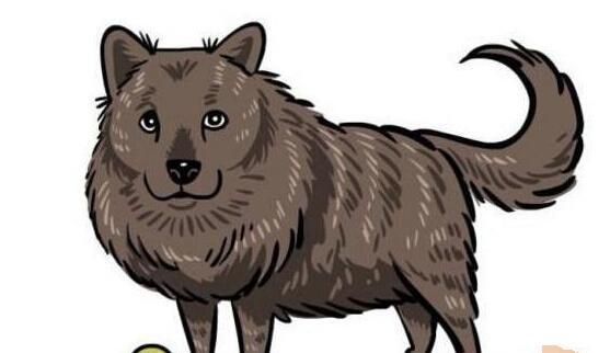 狗狗与铲屎官日常十个行为，你中几个？