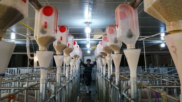 喂猪的4种方法和5大技术
