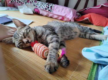 这么可爱的猫子跳楼了[流泪]