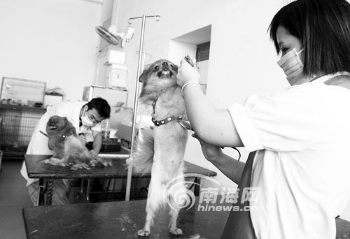 宠物狗避暑剃光毛狗狗理一次发要40元[图]