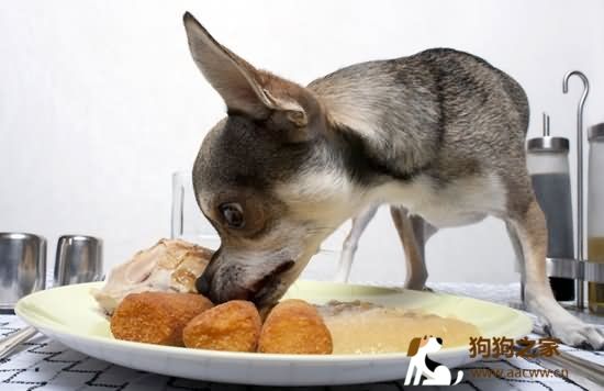 狗狗饮食