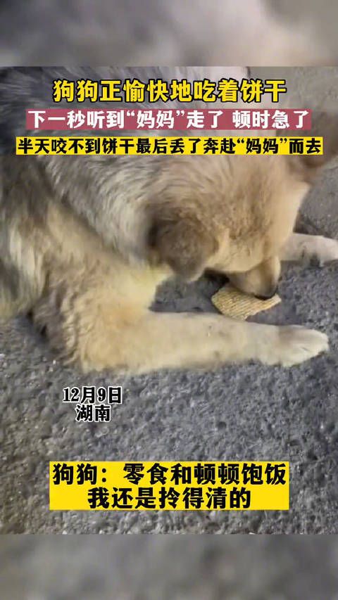 狗狗：零食和顿顿饱饭我还是拎的清的